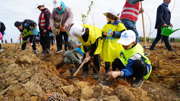 ŞİLE’DE 100 BİN FİDAN TOPRAKLA BULUŞTU