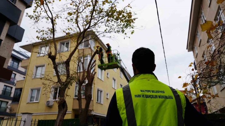 MALTEPE’DE AĞAÇLARIN BUDANMASINA BAŞLANDI