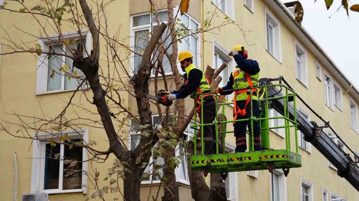 MALTEPE’DE AĞAÇLARIN BUDANMASINA BAŞLANDI