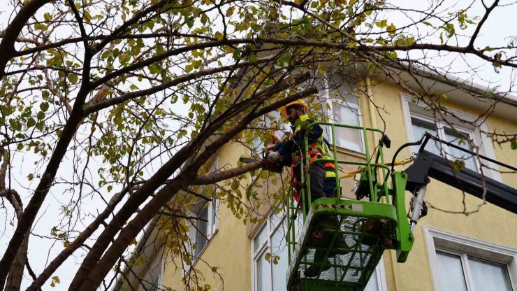 MALTEPE’DE AĞAÇLARIN BUDANMASINA BAŞLANDI