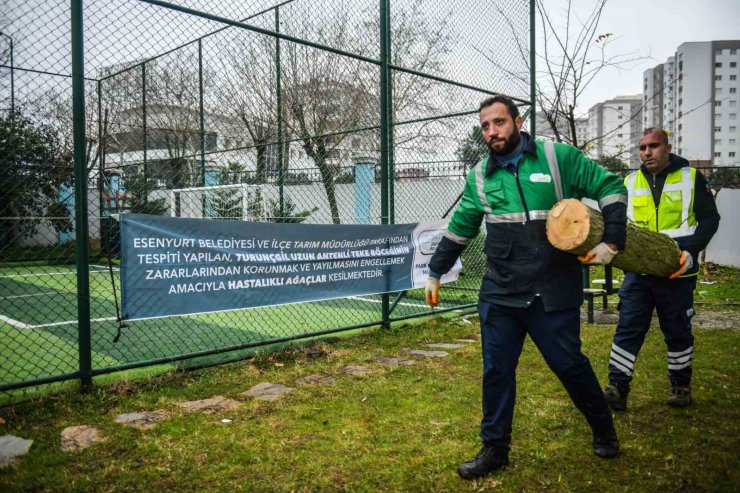 ESENYURT’TA TEKE BÖCEĞİNE KARŞI ETKİN MÜCADELE