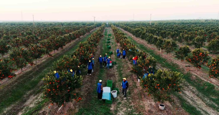 YAŞ MEYVE VE SEBZE İHRACAT REKORTMENİ ALTUN’DAN HALKA ARZ BAŞVURUSU