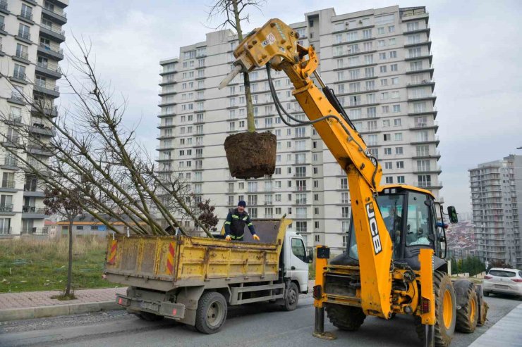 ESENYURT’UN SOKAKLARI AĞAÇLARLA SÜSLENİYOR