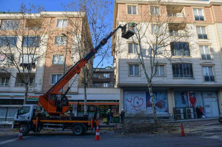 ESENYURT’TA AĞAÇLAR BUDAMA ÇALIŞMALARIYLA GÜÇLENİYOR