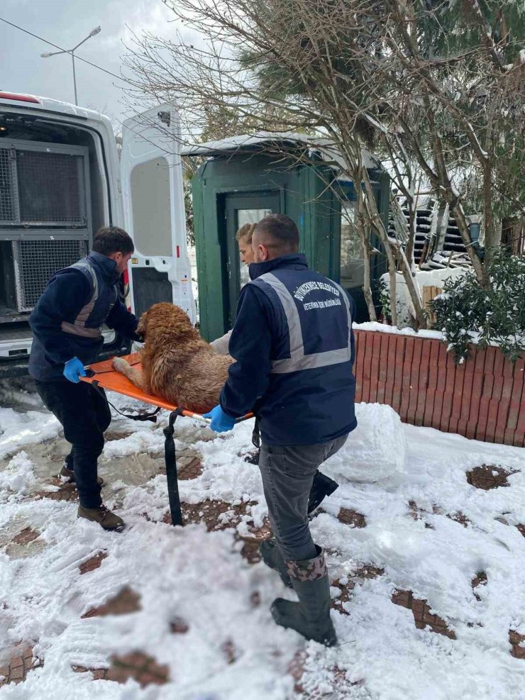 BÜYÜKÇEKMECE BELEDİYESİ KAR YAĞIŞI ALTINDA SOKAK HAYVANLARINI UNUTMADI