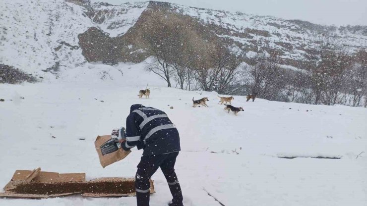 BÜYÜKÇEKMECE BELEDİYESİ KAR YAĞIŞI ALTINDA SOKAK HAYVANLARINI UNUTMADI