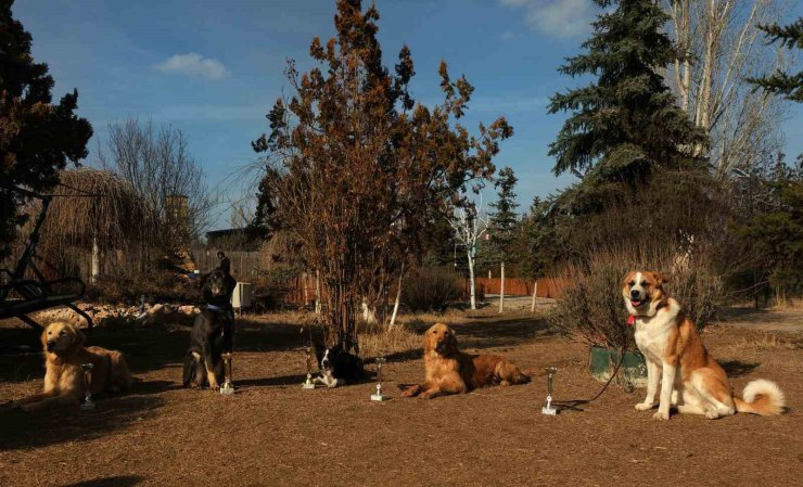 SOKAK KÖPEKLERİ KANSER HASTALARININ UMUDUNU ARTTIRIYOR